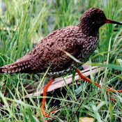 Common Redshank